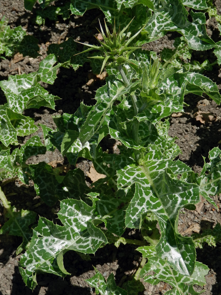 Ostropestřec mariánský (Silybum marianum (L.) Gaertn.)