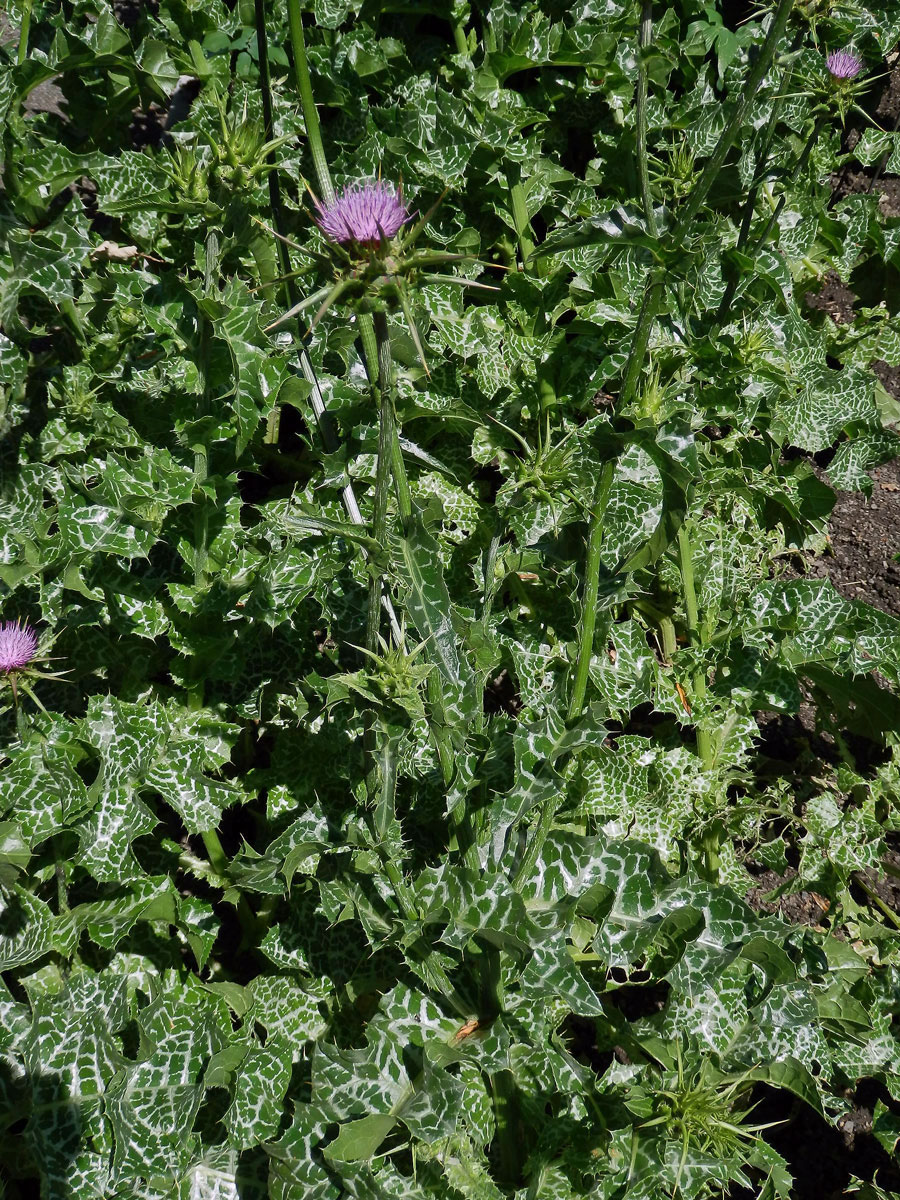 Ostropestřec mariánský (Silybum marianum (L.) Gaertn.)