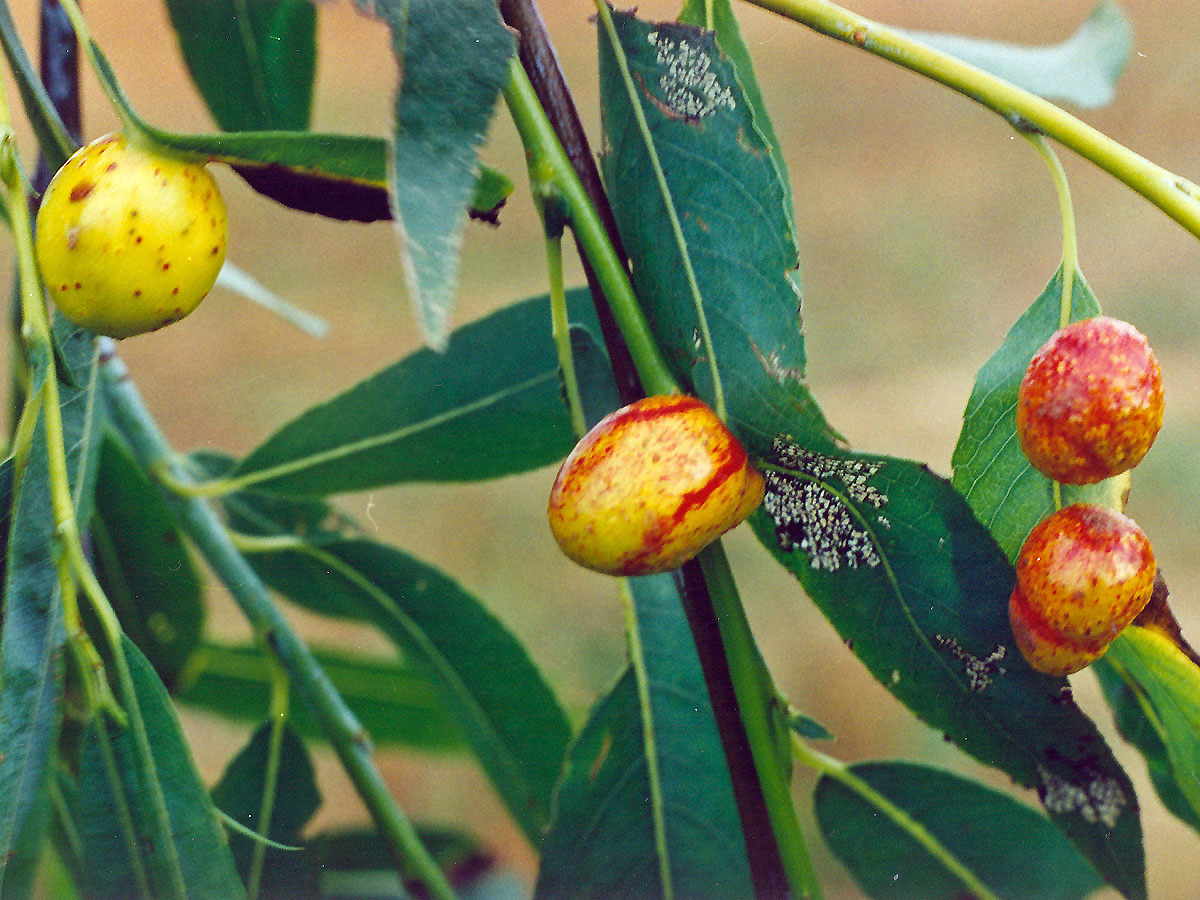 Hálky pilatky (Pontania acutifoliae daphnoides)