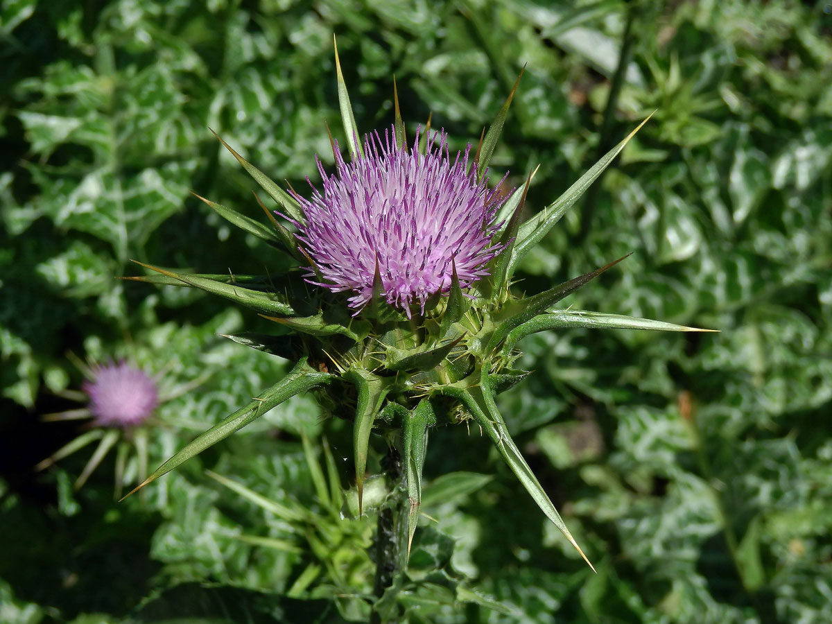 Ostropestřec mariánský (Silybum marianum (L.) Gaertn.)