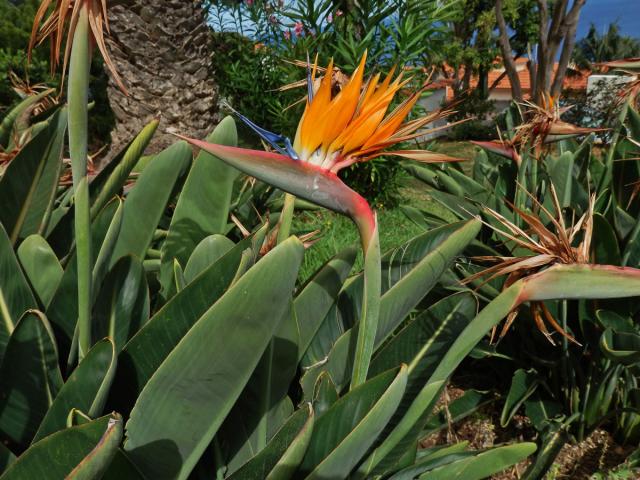 Strelície (Strelitzia reginae Aiton)