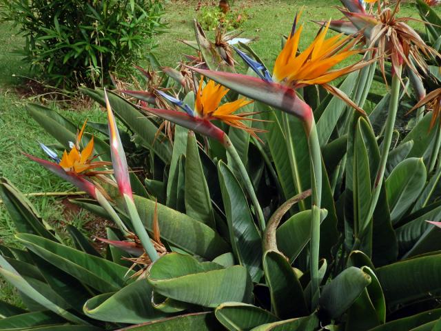 Strelície (Strelitzia reginae Aiton)