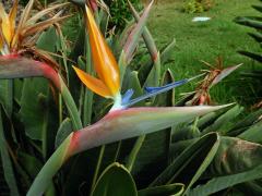 Strelície (Strelitzia reginae Aiton)