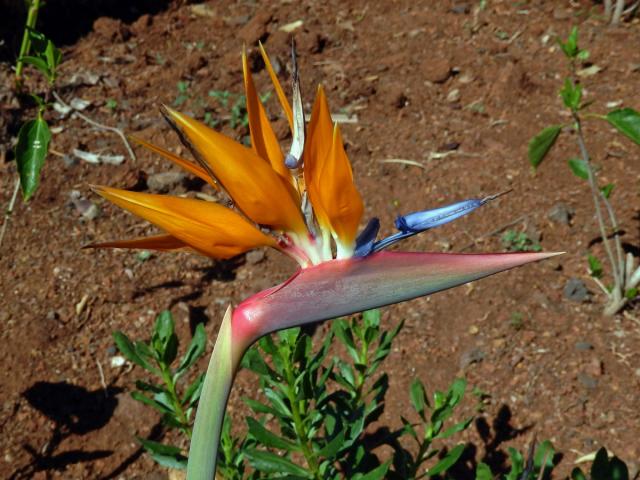 Strelície (Strelitzia reginae Aiton)