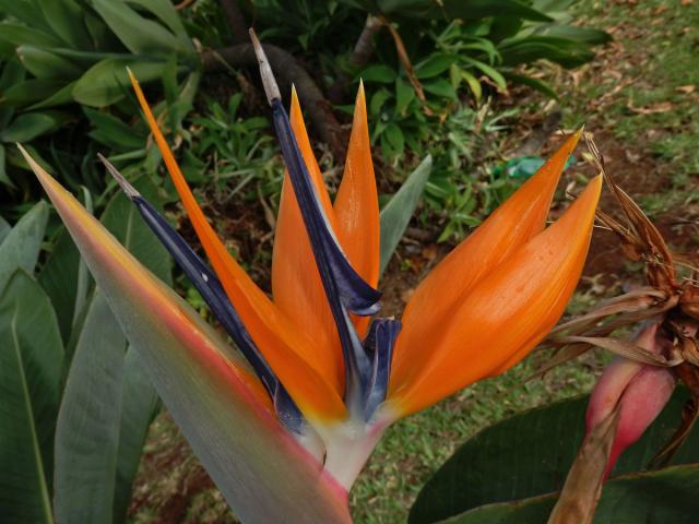 Strelície (Strelitzia reginae Aiton)