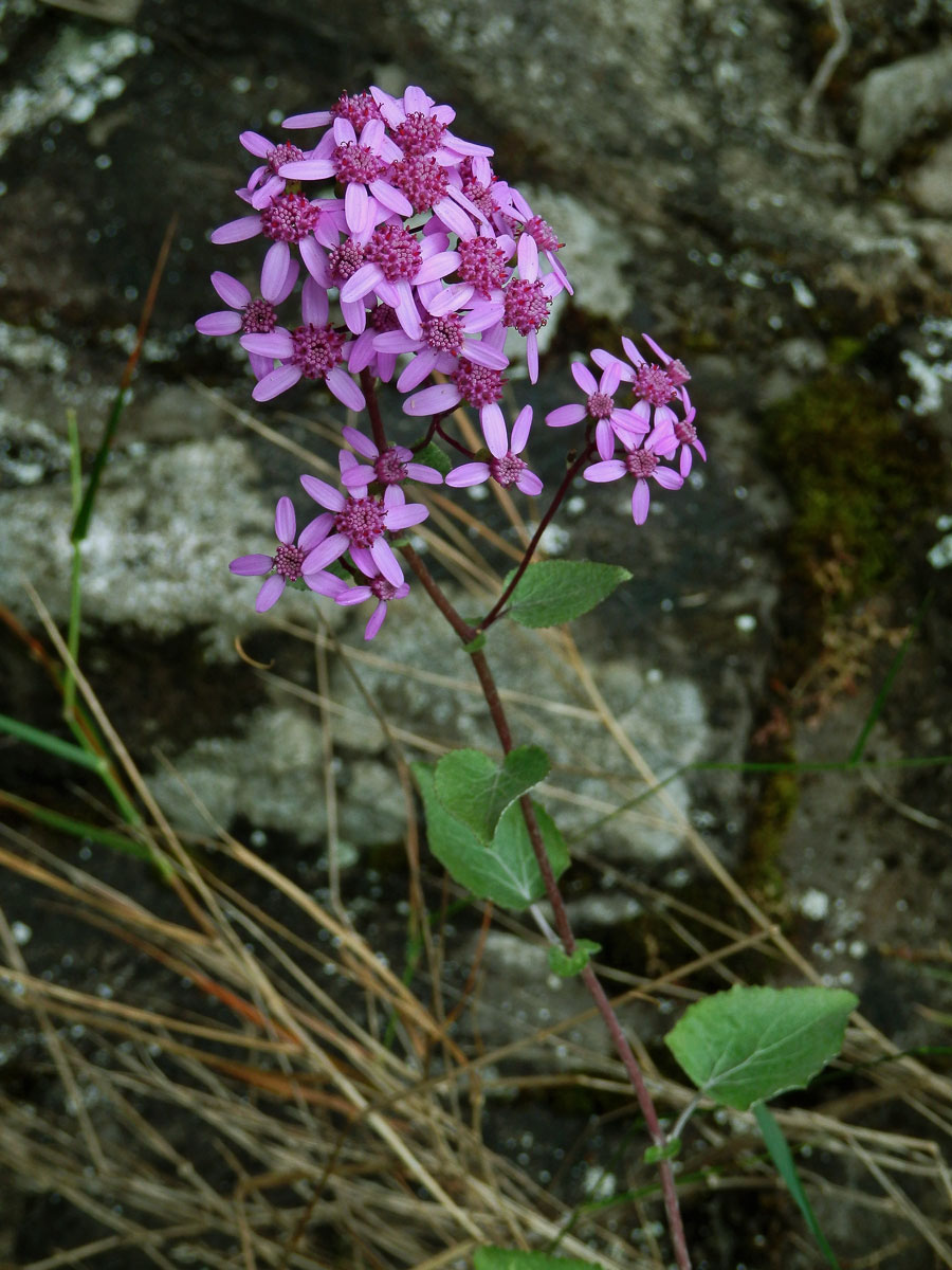 Pericallis aurita (L'Hér.) B. Nord