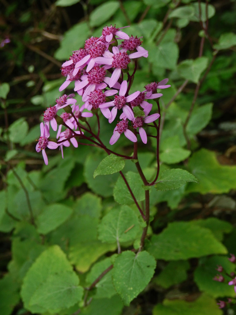 Pericallis aurita (L'Hér.) B. Nord