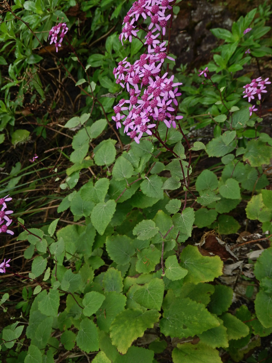 Pericallis aurita (L'Hér.) B. Nord