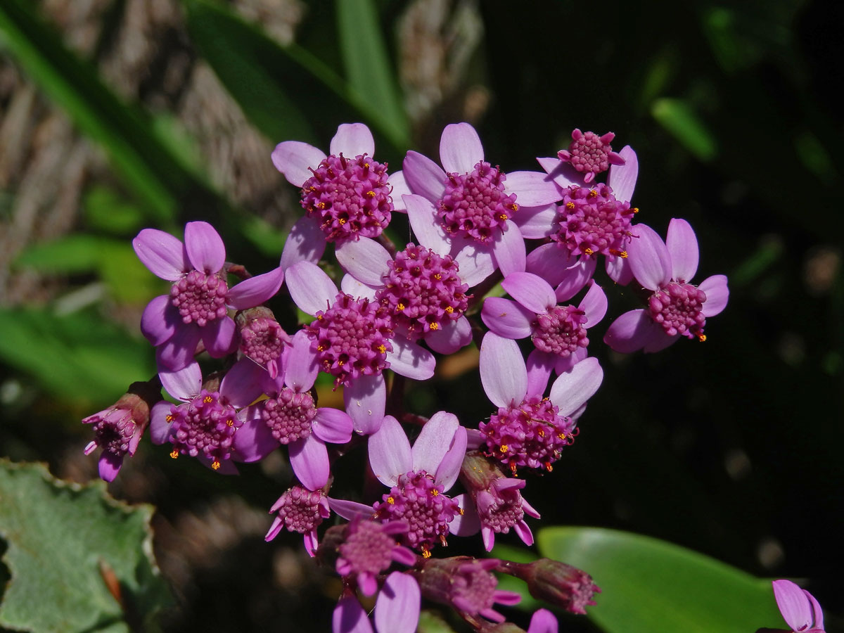 Pericallis aurita (L'Hér.) B. Nord