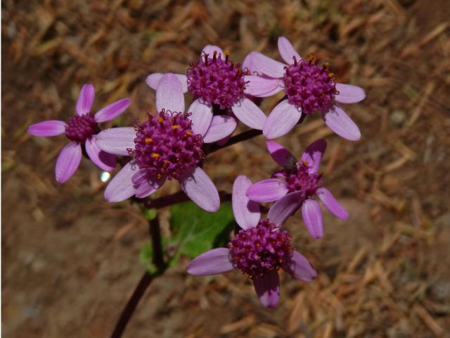 Pericallis aurita (L'Hér.) B. Nord