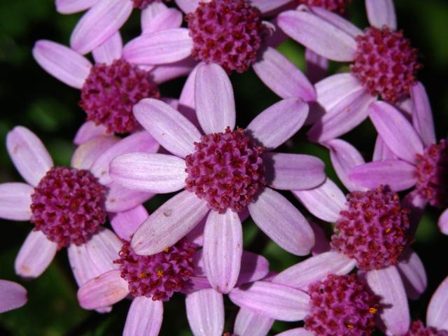 Pericallis aurita (L'Hér.) B. Nord