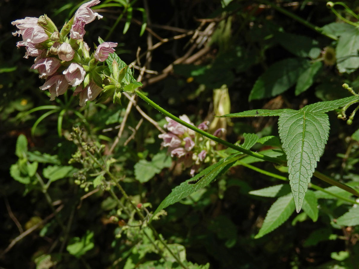 Cedronella canariensis (L.) Willd. ex Webb & Berth.