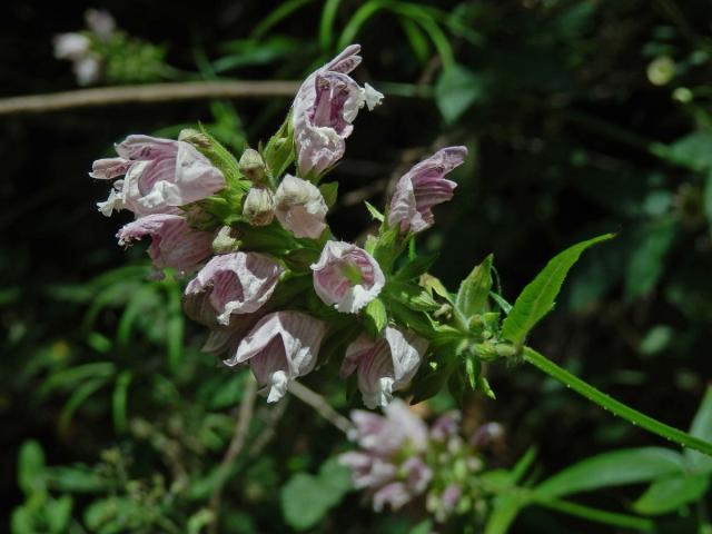 Cedronella canariensis (L.) Willd. ex Webb & Berth.