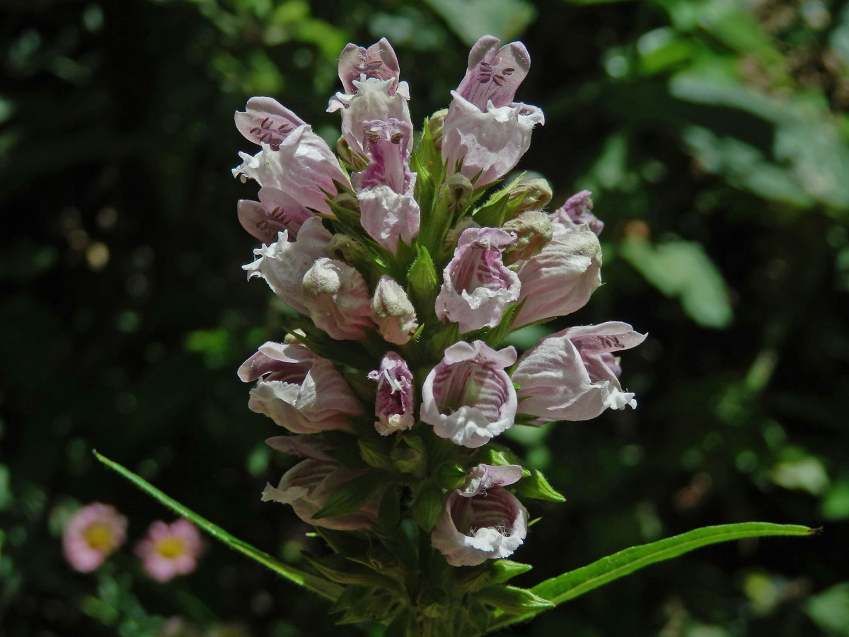 Cedronella canariensis (L.) Willd. ex Webb & Berth.