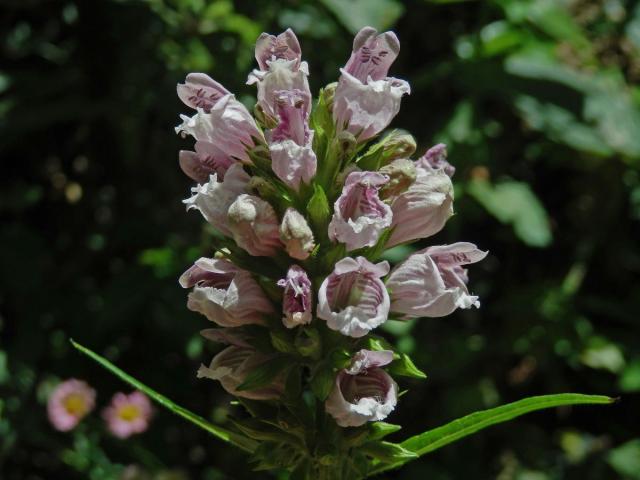 Cedronella canariensis (L.) Willd. ex Webb & Berth.