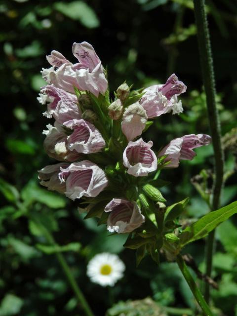 Cedronella canariensis (L.) Willd. ex Webb & Berth.