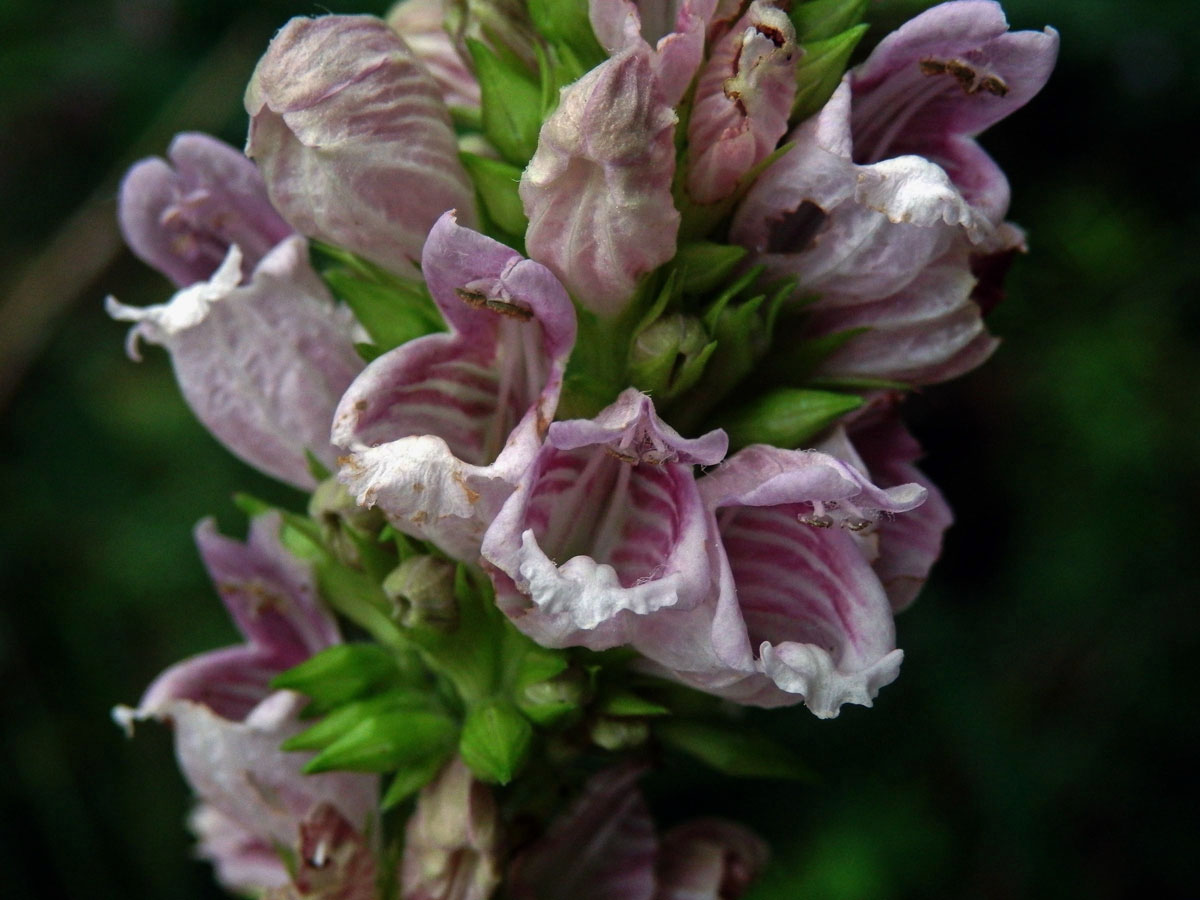 Cedronella canariensis (L.) Willd. ex Webb & Berth.