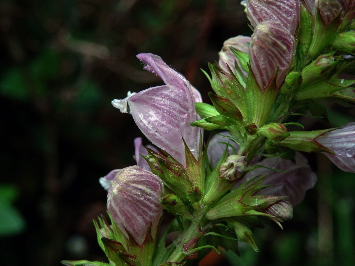 Cedronella canariensis (L.) Willd. ex Webb & Berth.