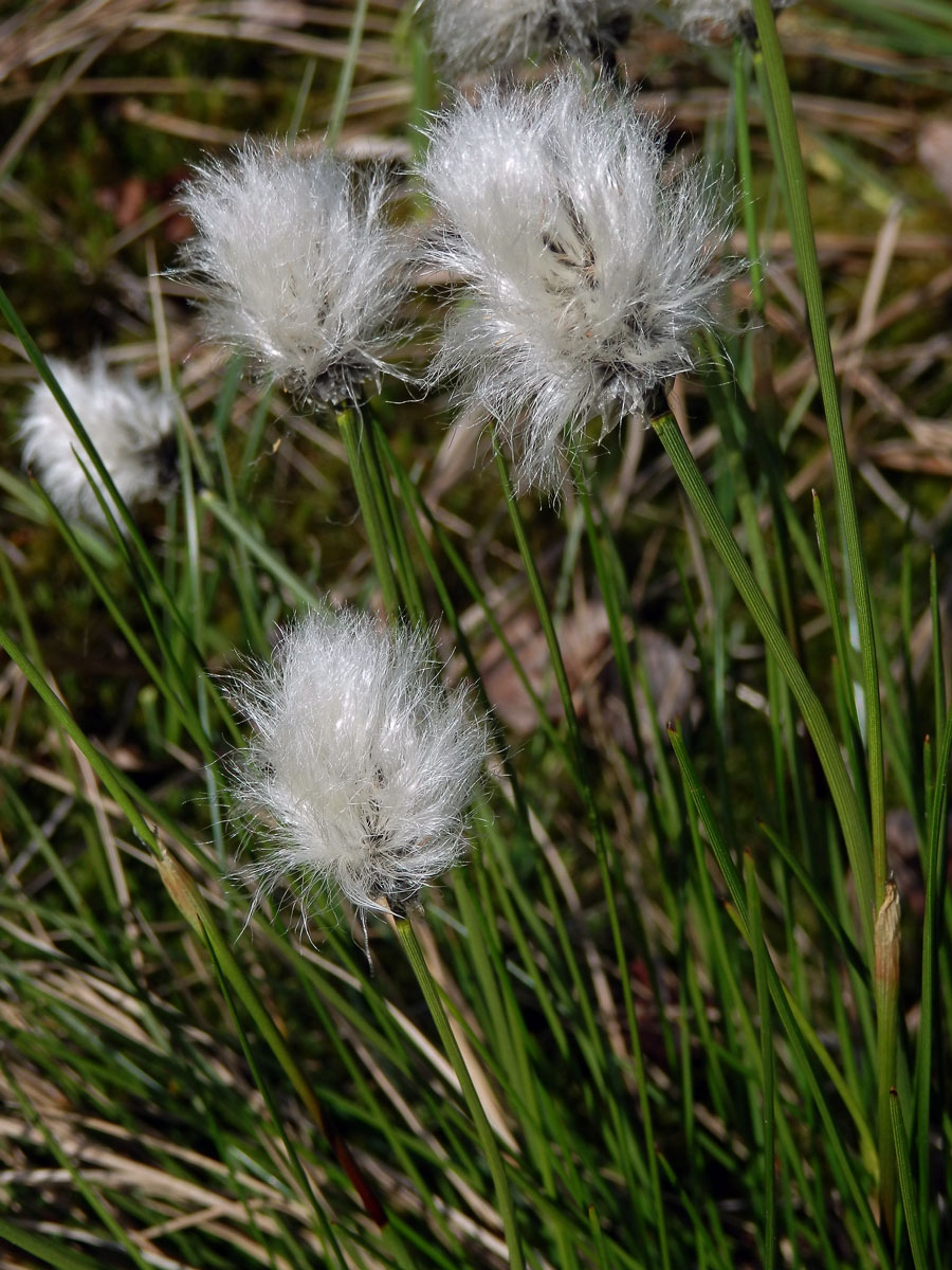 Suchopýr pochvatý (Eriophorum vaginatum L.)