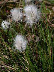 Suchopýr pochvatý (Eriophorum vaginatum L.)