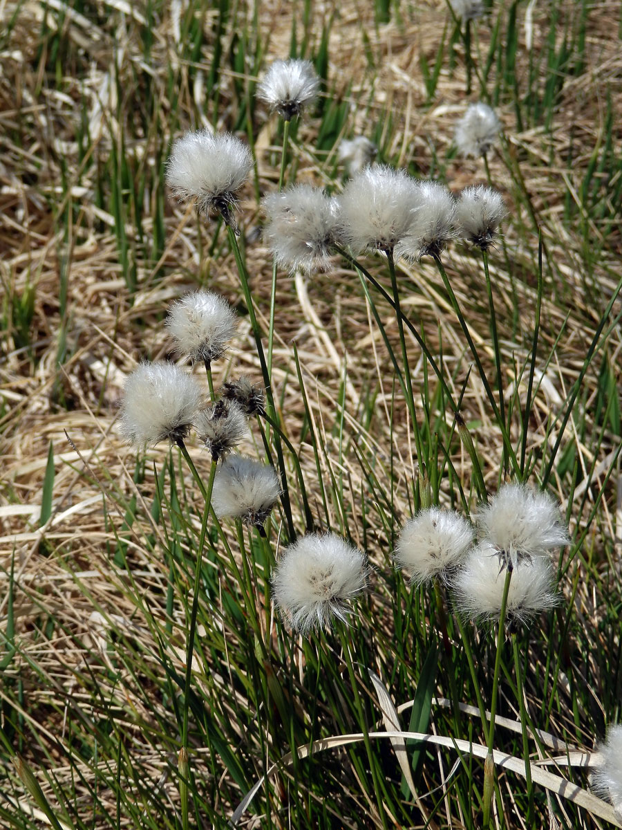 Suchopýr pochvatý (Eriophorum vaginatum L.)