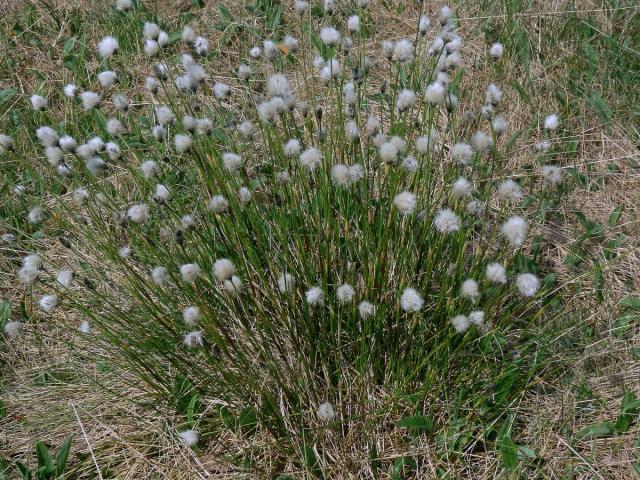 Suchopýr pochvatý (Eriophorum vaginatum L.)