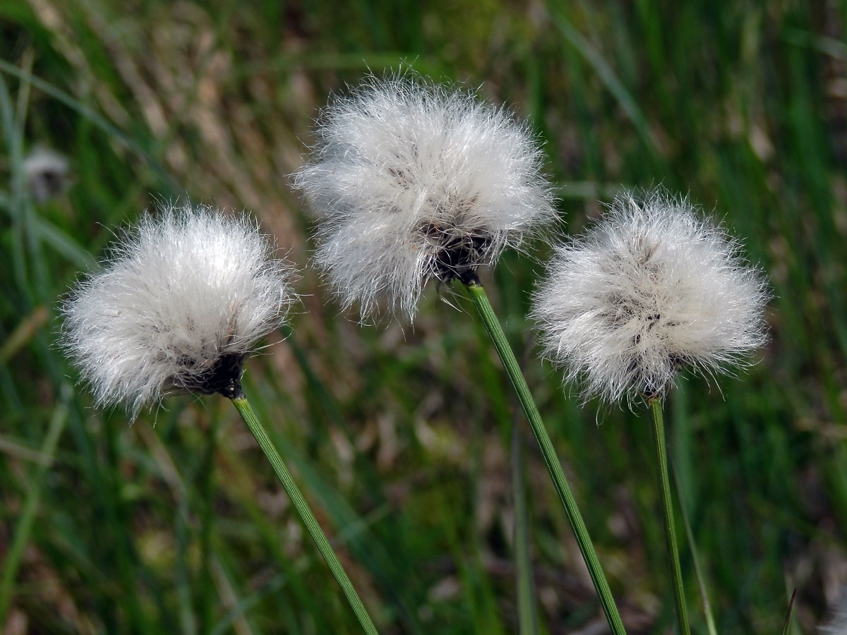 Suchopýr pochvatý (Eriophorum vaginatum L.)