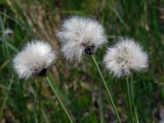 Suchopýr pochvatý (Eriophorum vaginatum L.)