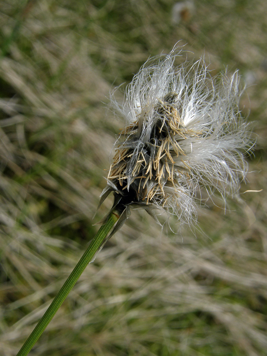 Suchopýr pochvatý (Eriophorum vaginatum L.)