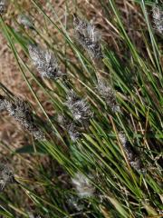 Suchopýr pochvatý (Eriophorum vaginatum L.)