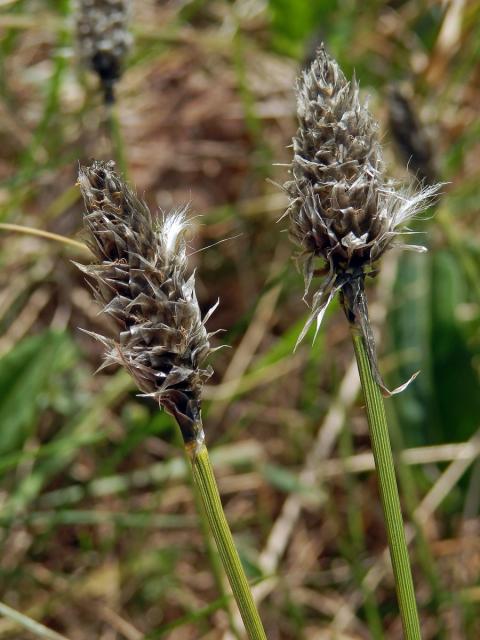 Suchopýr pochvatý (Eriophorum vaginatum L.)