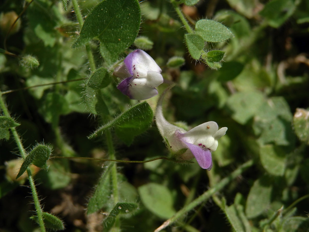 Úporek hrálovitý (Kickxia eletine (L.) Dumort.)