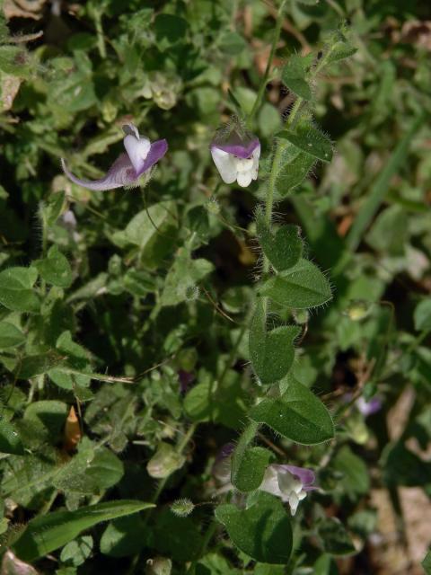 Úporek hrálovitý (Kickxia eletine (L.) Dumort.)