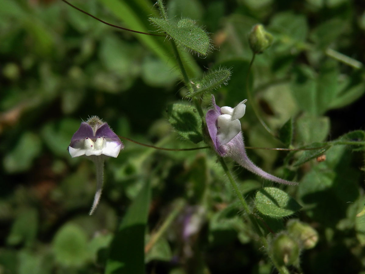 Úporek hrálovitý (Kickxia eletine (L.) Dumort.)