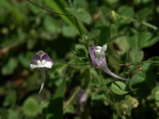 Úporek hrálovitý (Kickxia eletine (L.) Dumort.)