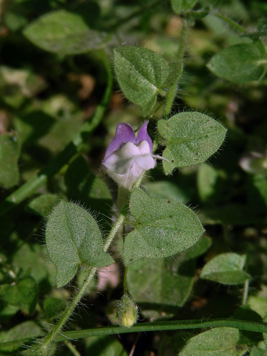 Úporek hrálovitý (Kickxia eletine (L.) Dumort.)