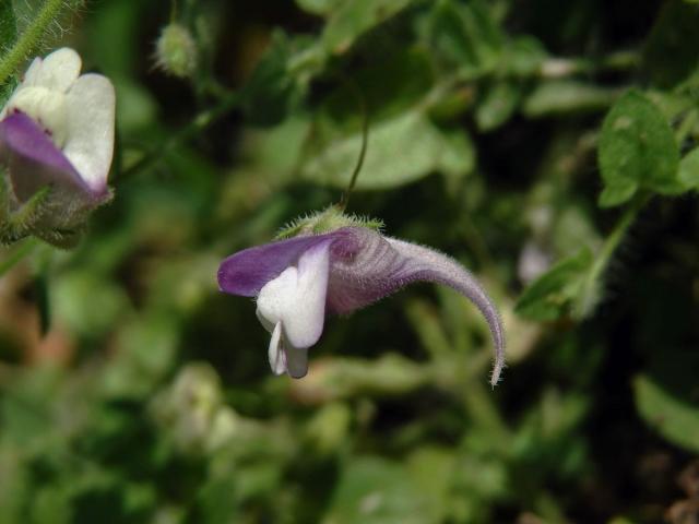 Úporek hrálovitý (Kickxia eletine (L.) Dumort.)