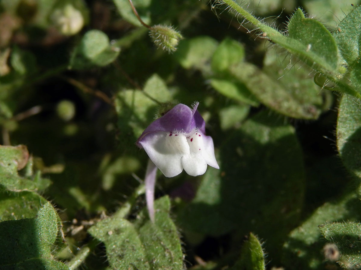 Úporek hrálovitý (Kickxia eletine (L.) Dumort.)