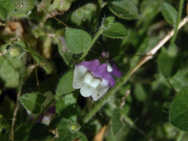 Úporek hrálovitý (Kickxia eletine (L.) Dumort.)