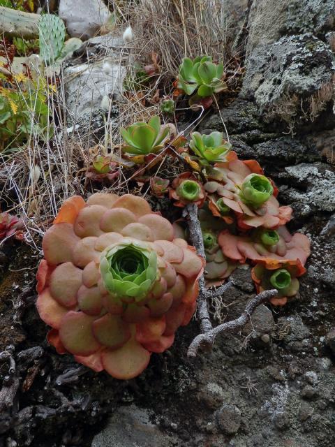 Eonium Aeonium glandulosum (Aiton) Webb & Berthel