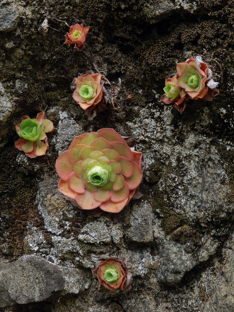 Eonium Aeonium glandulosum (Aiton) Webb & Berthel