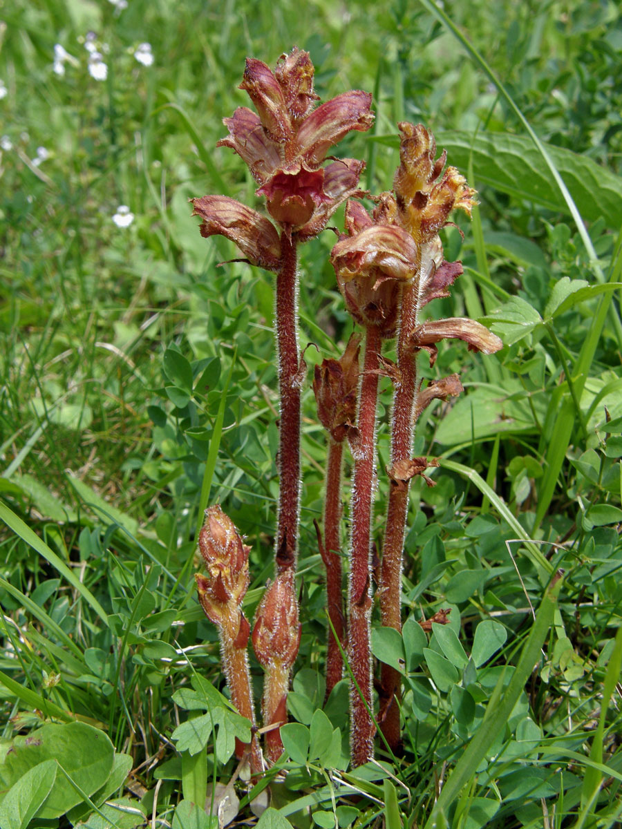 Záraza štíhlá (Orobanche gracilis Sm.)