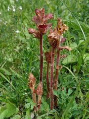 Záraza štíhlá (Orobanche gracilis Sm.)   