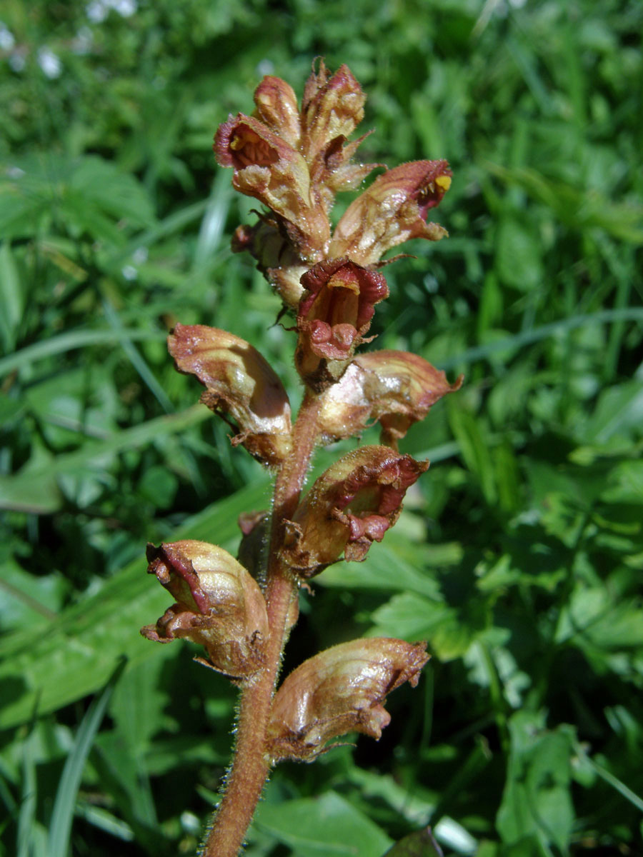 Záraza štíhlá (Orobanche gracilis Sm.)