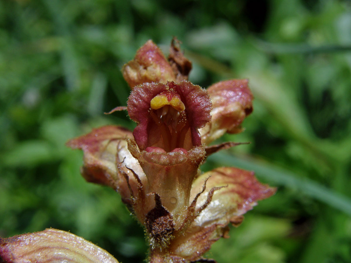 Záraza štíhlá (Orobanche gracilis Sm.)