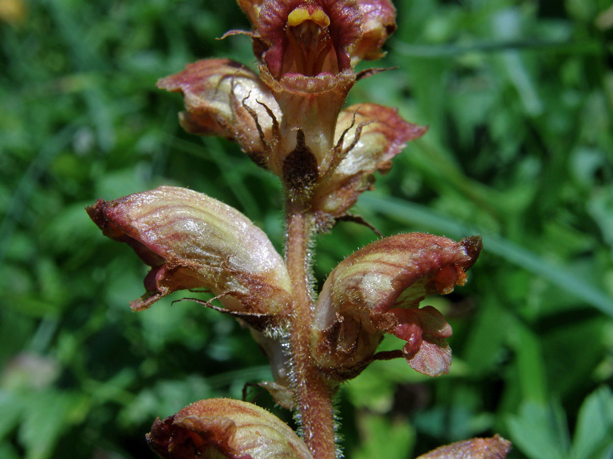 Záraza štíhlá (Orobanche gracilis Sm.)