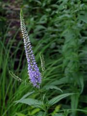 Rozrazil dlouholistý (Pseudolysimachion maritimum (L.) A. Love et D. Love)