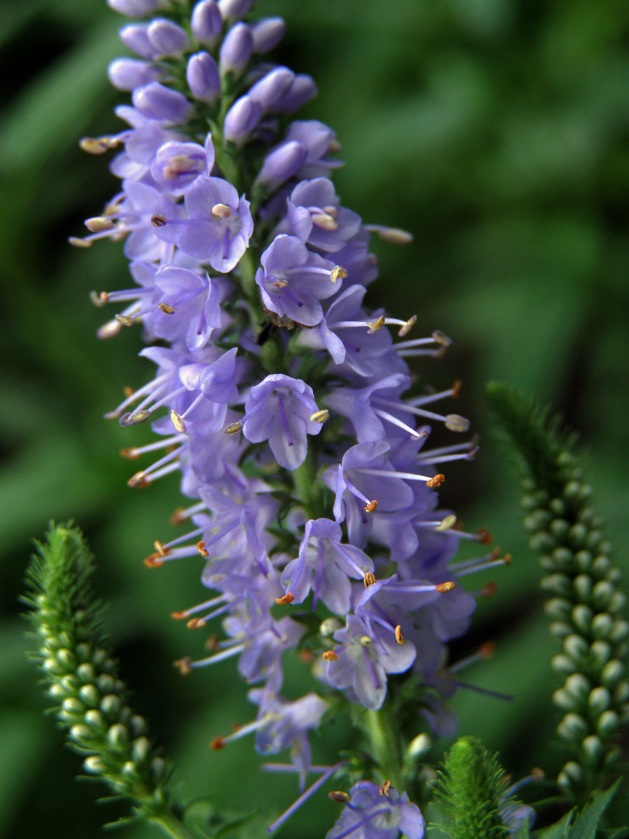 Rozrazil dlouholistý (Pseudolysimachion maritimum (L.) A. Love et D. Love)