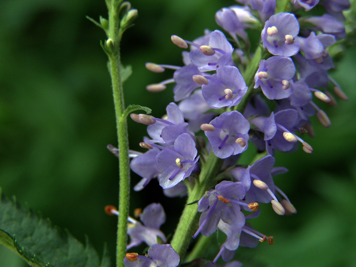 Rozrazil dlouholistý (Pseudolysimachion maritimum (L.) A. Love et D. Love)