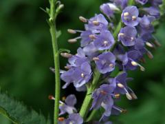 Rozrazil dlouholistý (Pseudolysimachion maritimum (L.) A. Love et D. Love)